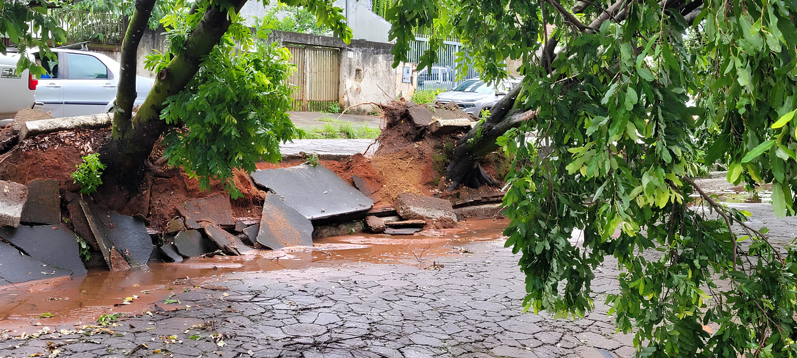 Uruaçu autoriza remoção planejada de árvores em áreas públicas